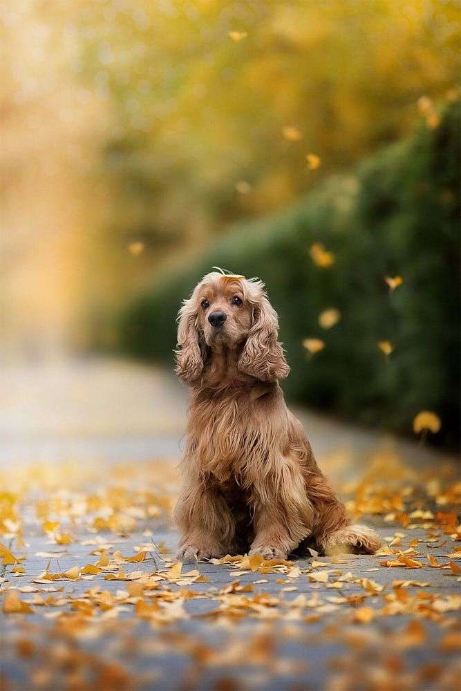 Cocker Spaniel Puppy Price In India