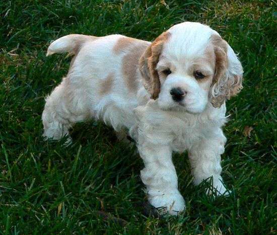 Cocker spaniel Puppies for sale in India