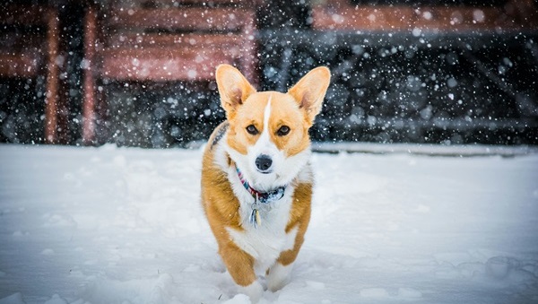 Corgi male Puppy Price In india