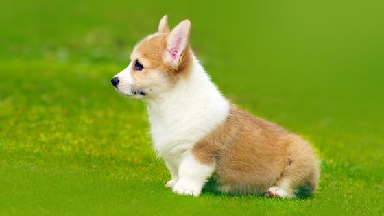 Corgi dog kennel In india