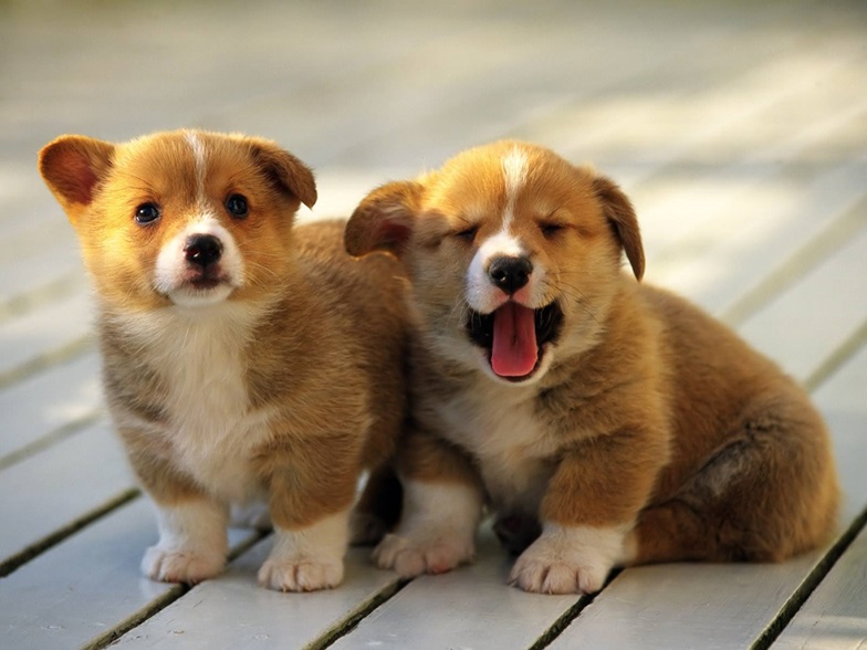 Buy Corgi dog online In India