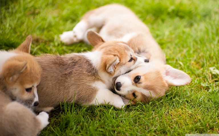 Corgi dog price In India