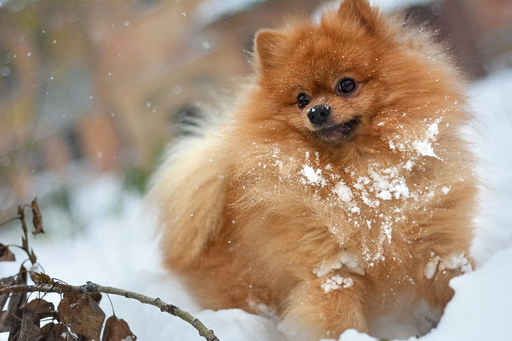 Culture Pomeranian dog price in India