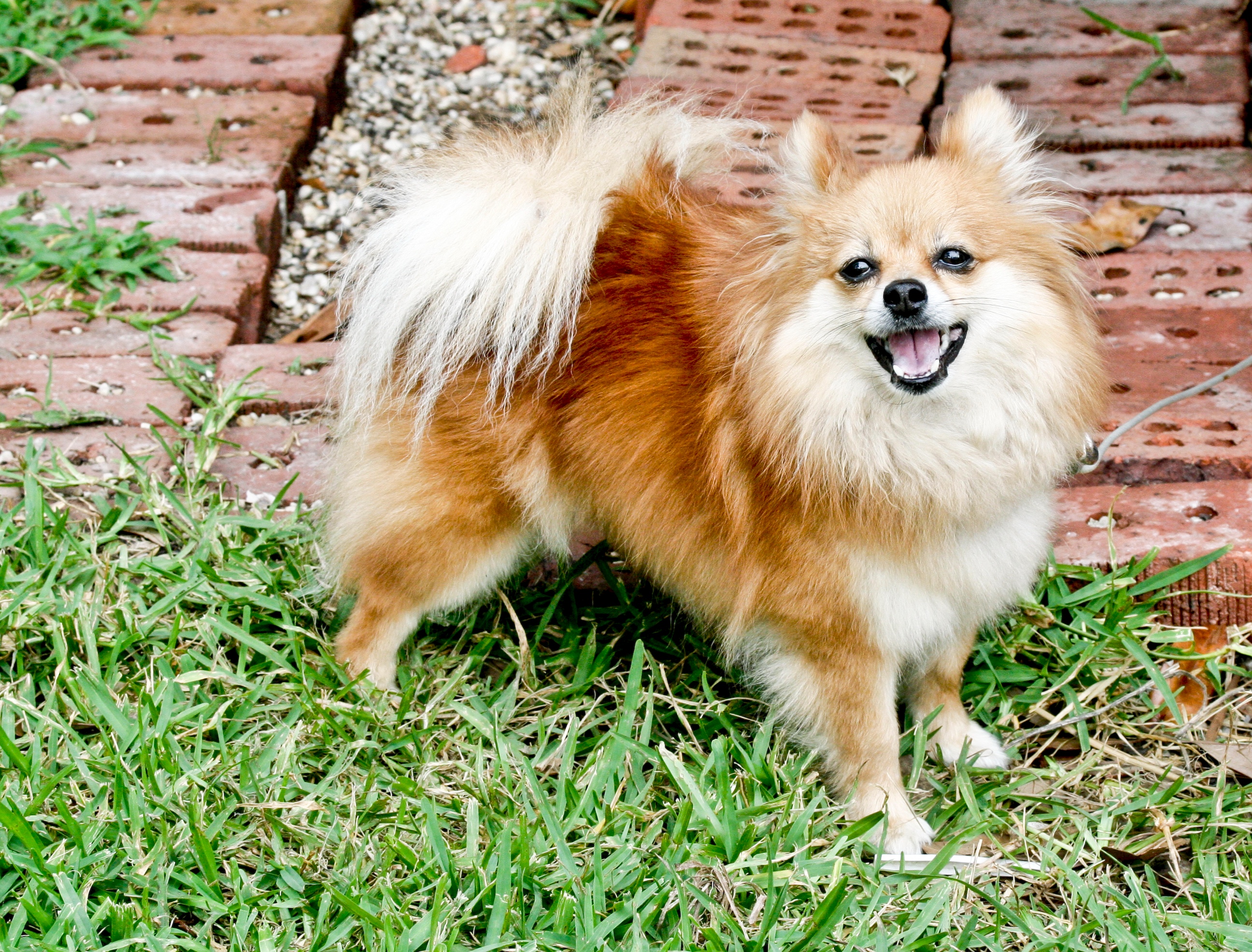 Culture Pomeranian puppy price In India