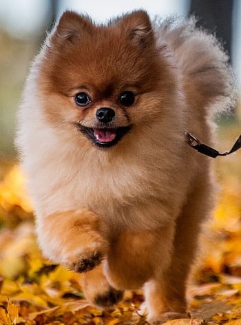 Culture Pomeranians Dog-Breed Price In india