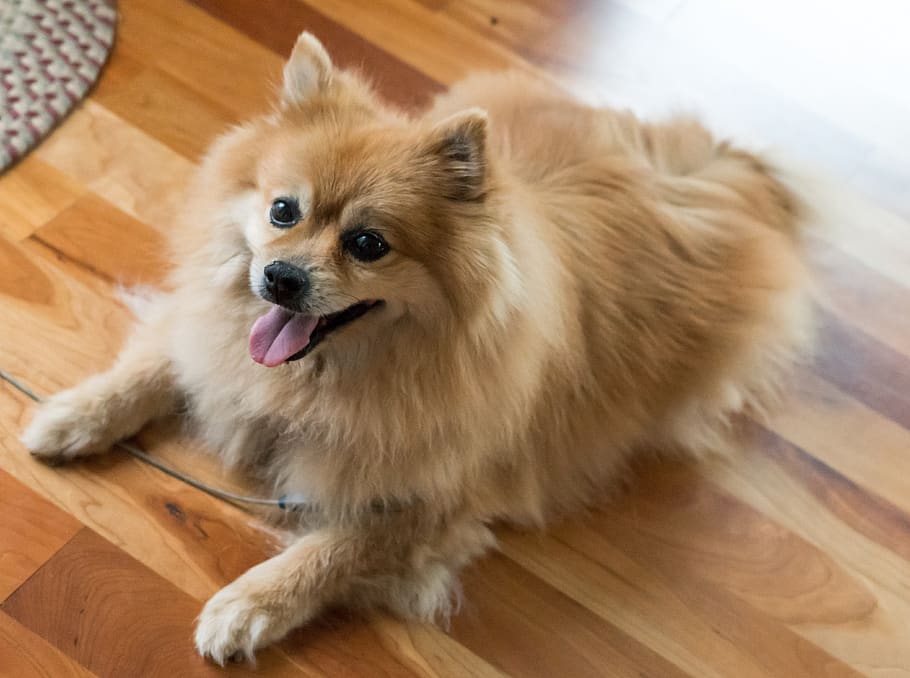 Culture Pomeranian dog price In India