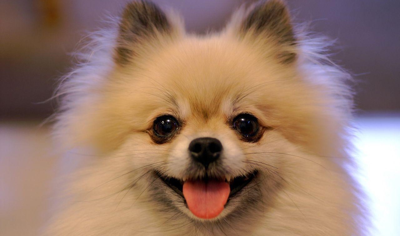 Culture Pomeranian Puppy Price In India