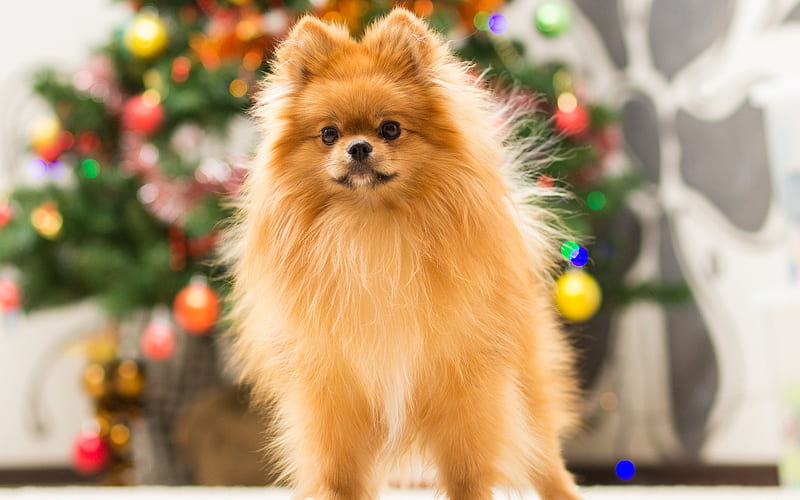 Culture Pomeranian for sale In India