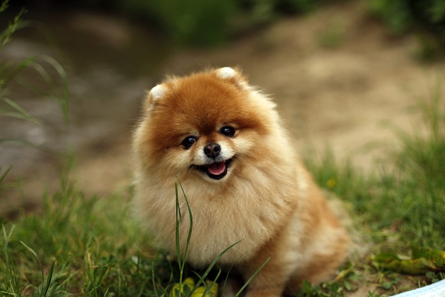 Culture Pomeranian male price In India