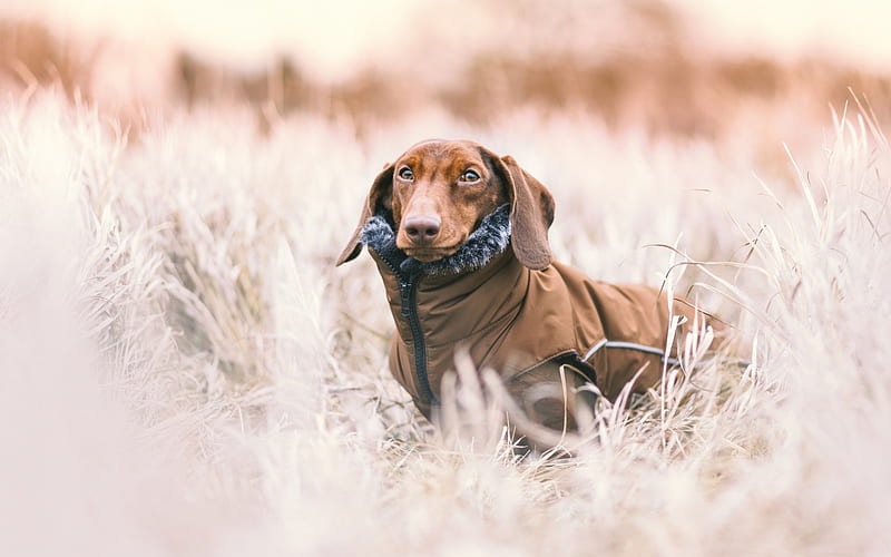 Dachshund dog breeder In India