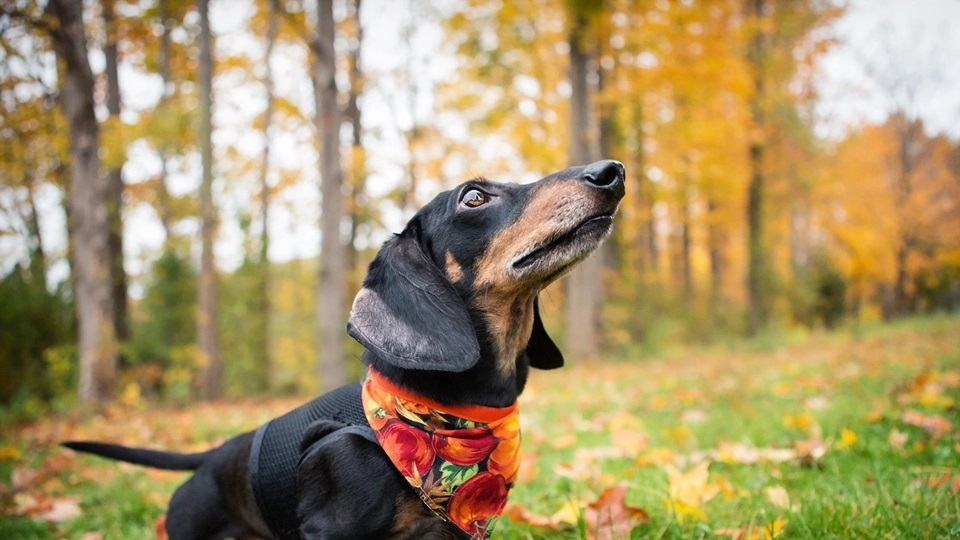 Dachshund puppy price In India