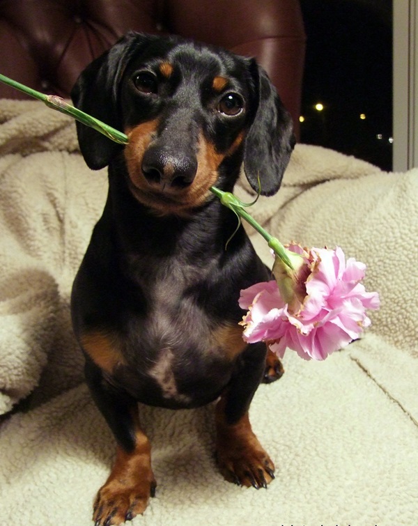 Dachshunds Dog-Breed Price In india