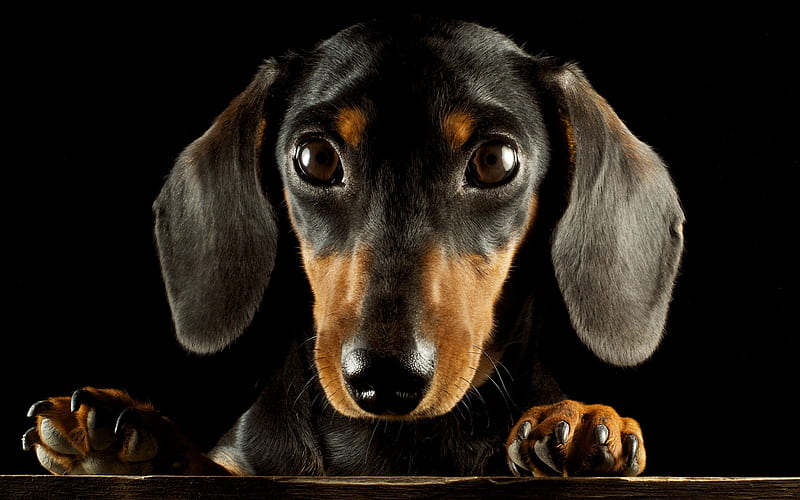 Dachshund dog price In India