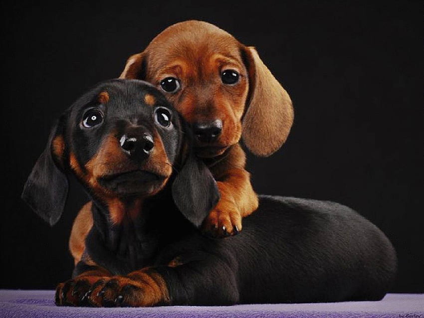 Dachshund Dog Puppy Price In india