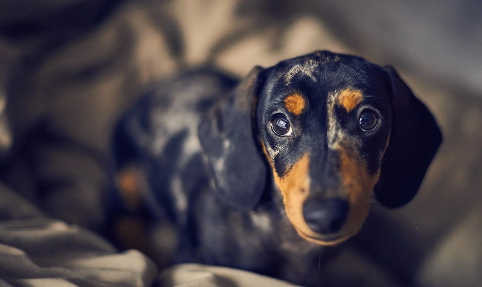 Dachshund dog price in India