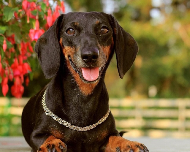 Dachshund male price In India