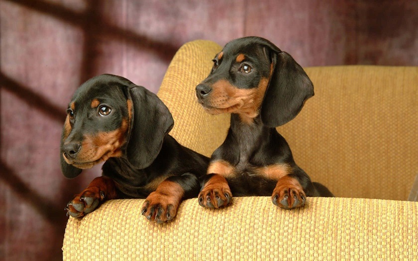 Dachshund Dog breeders In india