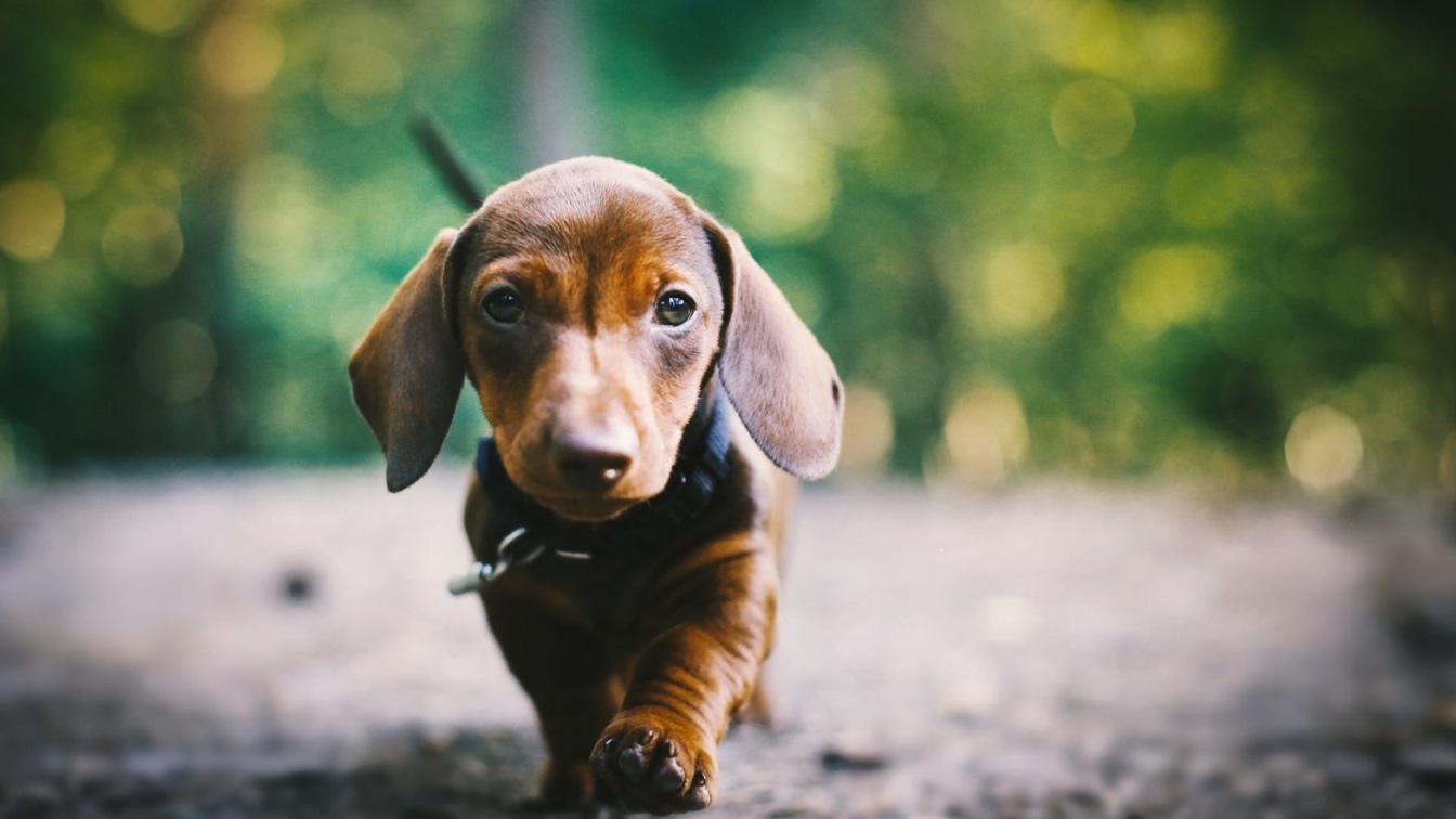 Powerful Dachshund Puppy Price In India