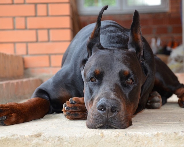 doberman dog for sale in pune