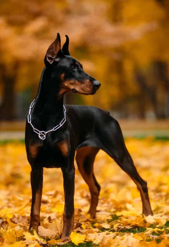 doberan dog kennel in Pune