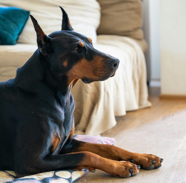 Doberman dog for sale online in Kolkata