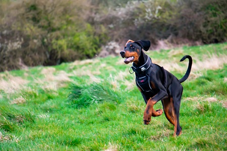 Doberman online purchase in Kolkata