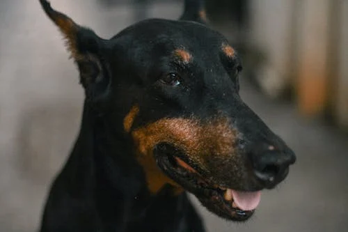 Doberman male puppy price in Kolkata