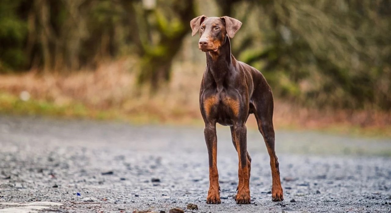 doberman petshop in pune