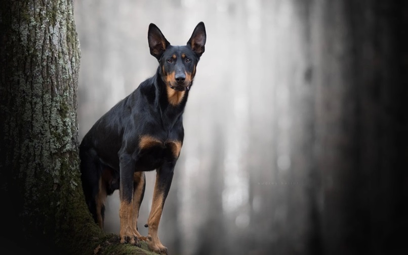 doberman Puppies for sale in Pune