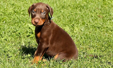 doberman puppy price In Pune