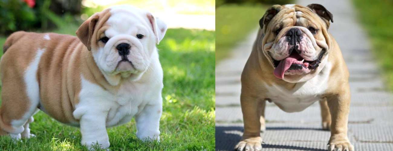 English Bulldog price in hyderabad