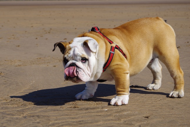 English Bulldog online purchase in Goa