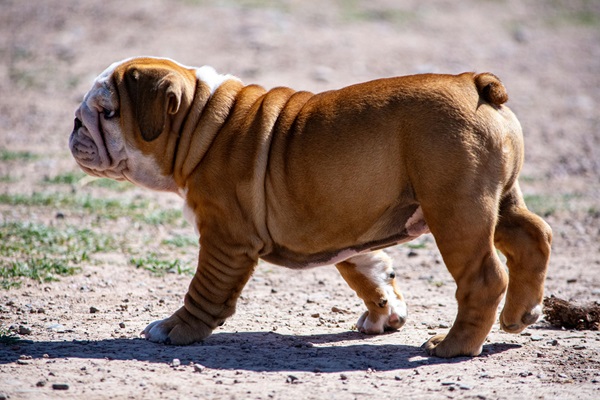 English Bulldog male puppy price in Goa