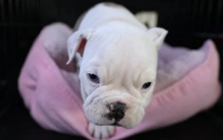 English Bulldog dog for sale online in Goa