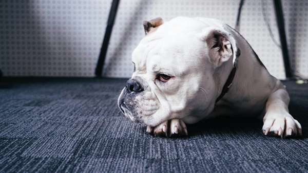 English Bulldog online purchase in Kolkata