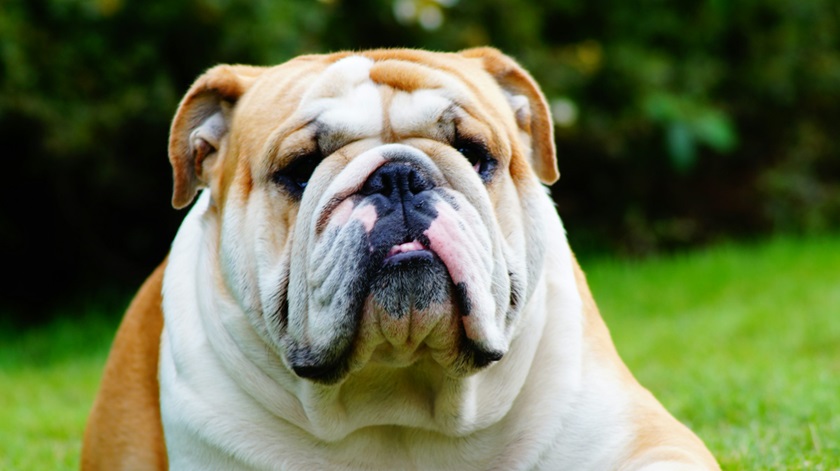 English Bulldog dog for sale online in Kolkata