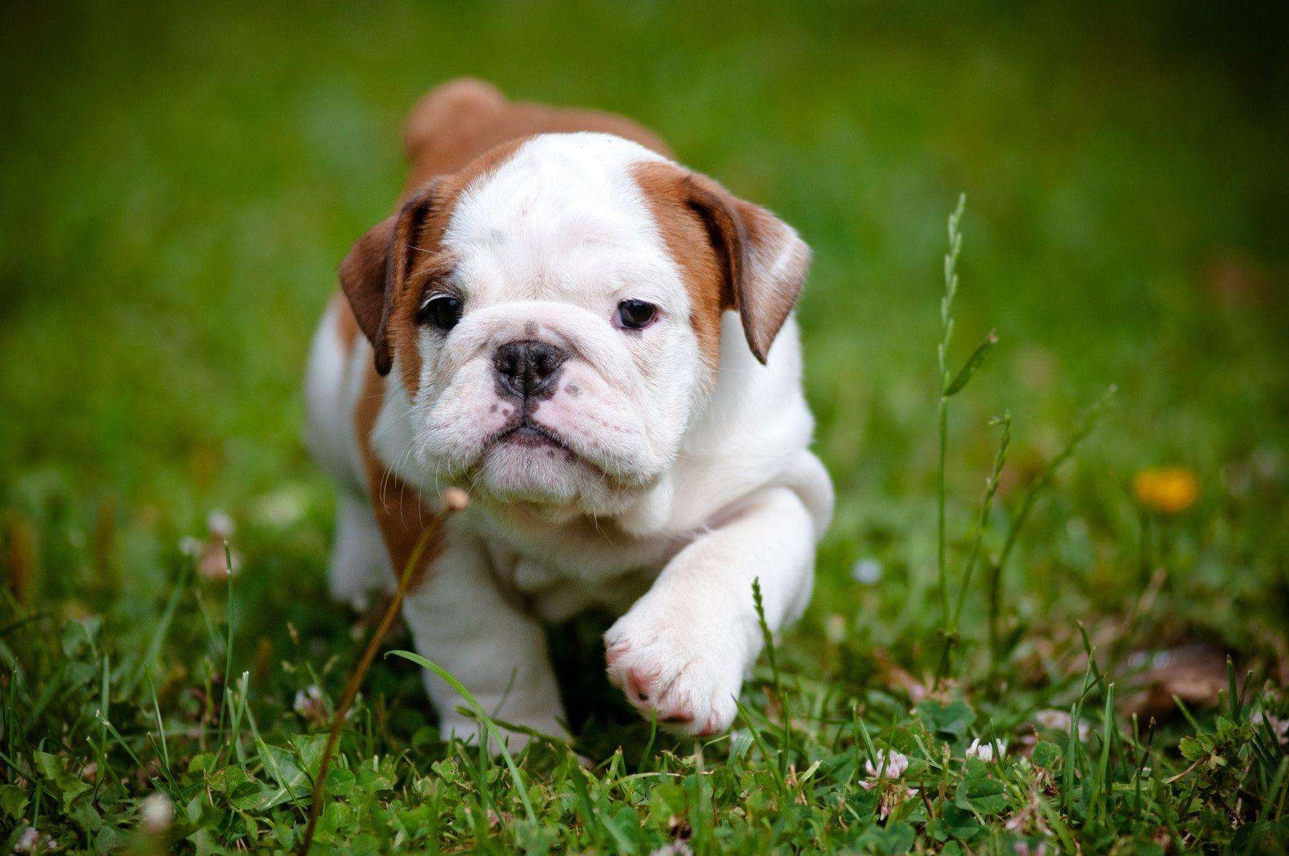 how much are mini english bulldog puppies