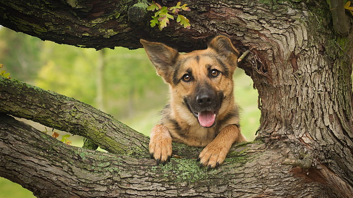 German Shepherd puppy price in ahmedabad