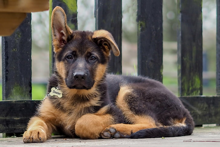 German Shepherd dog adoption In India