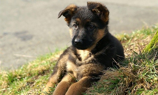 German Shepherd dog breeder In Pune