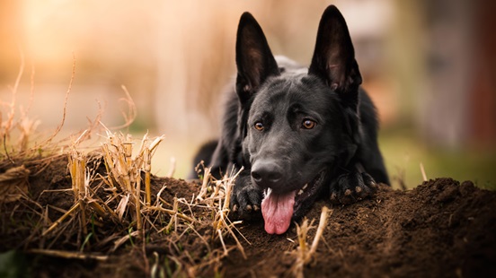 German Shepherd dog kennel In India