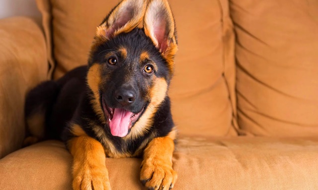 German Shepherd dog kennel In India