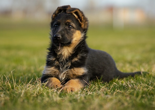 German Shepherd online purchase in Goa