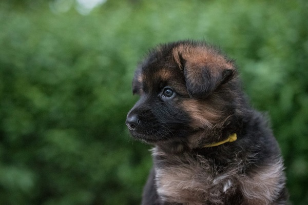 German Shepherd online purchase in Kolkata