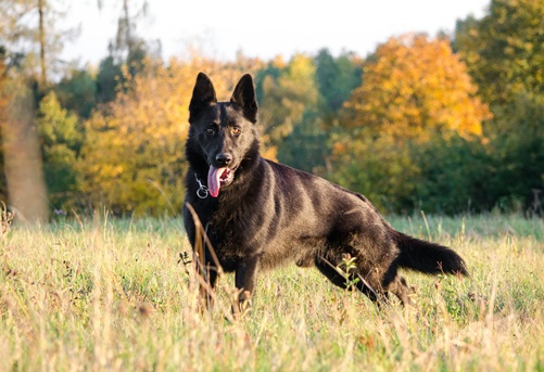 Buy German Shepherd puppies online in Kolkata