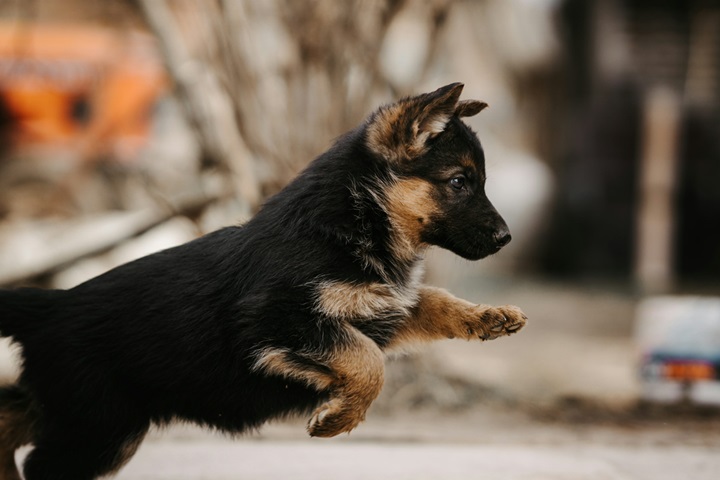 German Shepherd dog for sale online in Kolkata