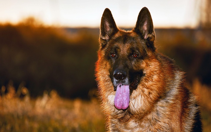 German Shepherd puppy price In India