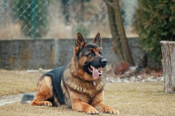 German Shepherd Puppy price In Pune