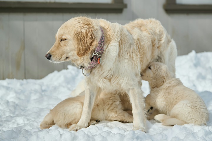 Golden Retriever dog for sale online in Kolkata