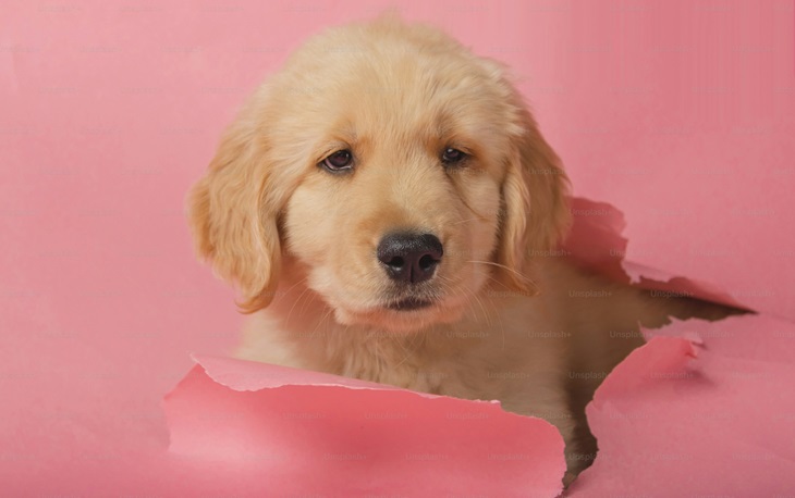 Golden Retriever male puppy price in Kolkata